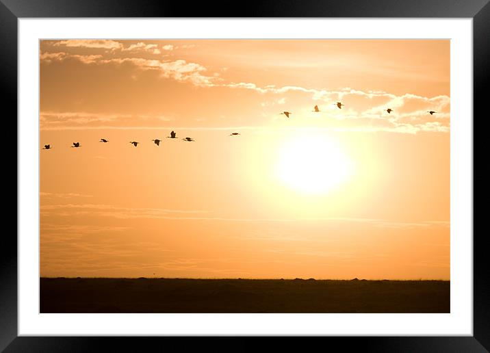 Birds flying by Framed Mounted Print by Gail Johnson