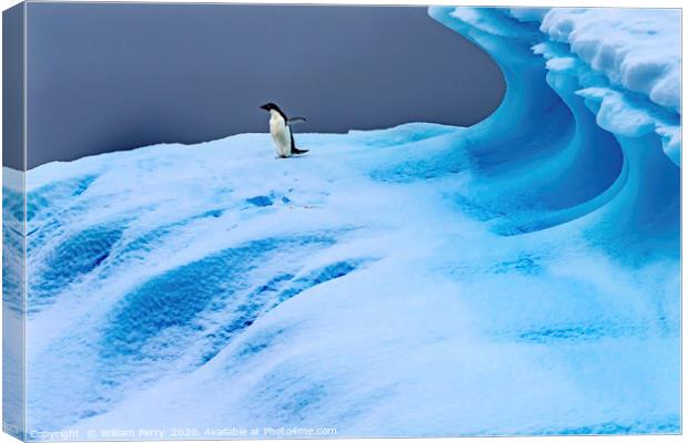 Adelie Penguin Blue Iceberg Closeup Charlotte Bay  Canvas Print by William Perry