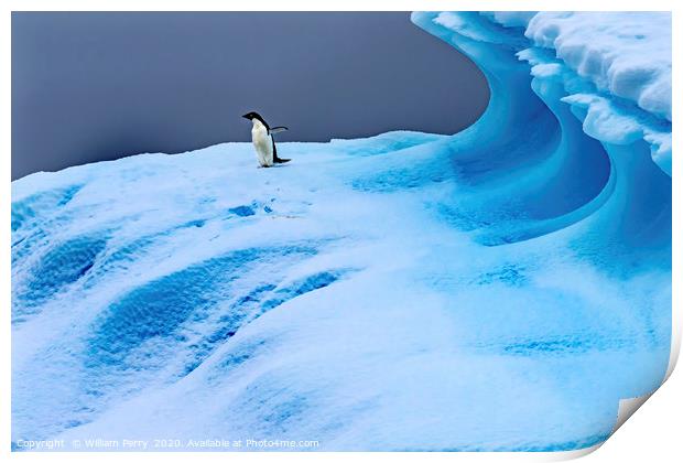Adelie Penguin Blue Iceberg Closeup Charlotte Bay  Print by William Perry