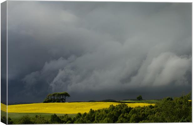 Storm Cloud and Rape Seed Field Canvas Print by David Lewins (LRPS)