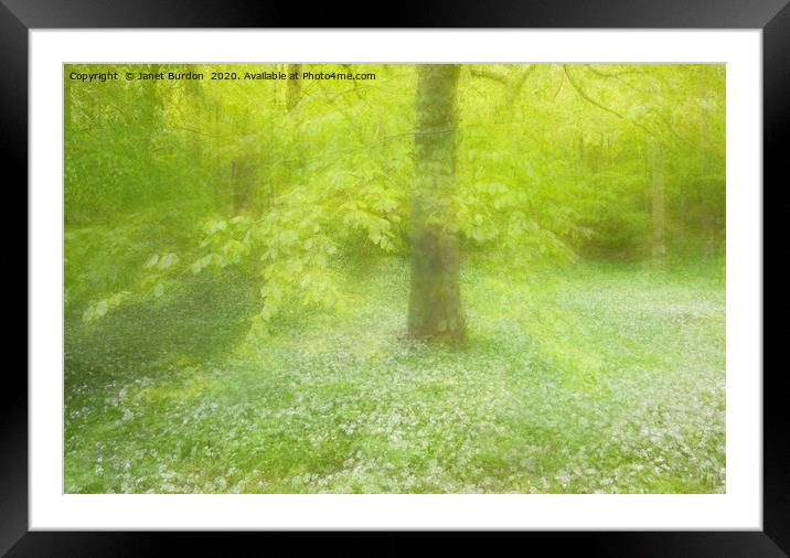 Wild Garlic in Millington Woods Framed Mounted Print by Janet Burdon