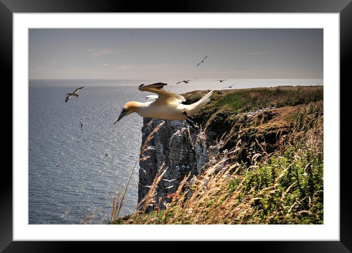 Gannet Landing Framed Mounted Print by Jon Fixter