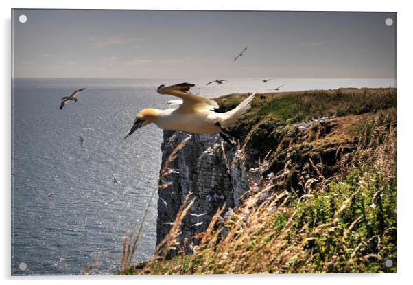 Gannet Landing Acrylic by Jon Fixter