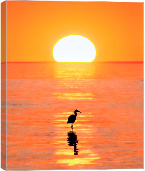 The Wading Heron Canvas Print by Adrian Campfield