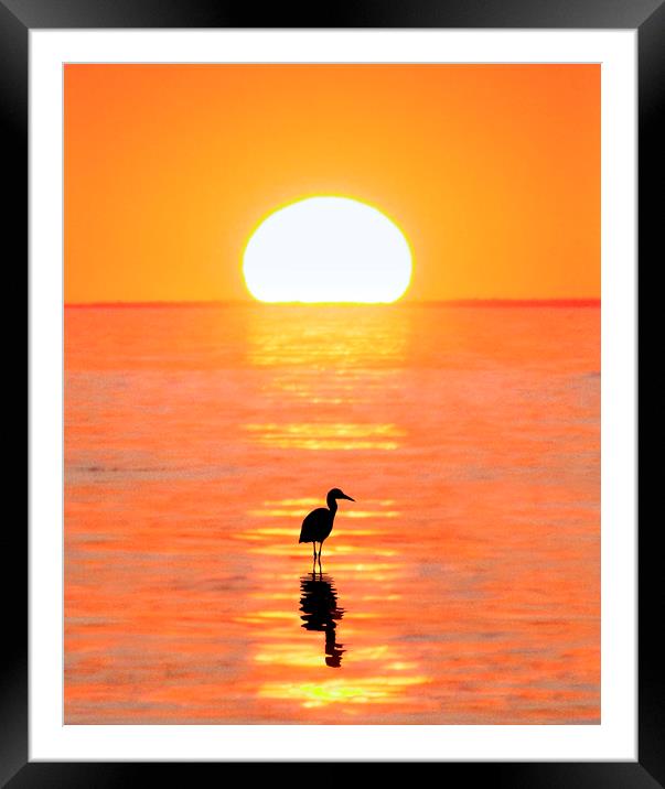 The Wading Heron Framed Mounted Print by Adrian Campfield