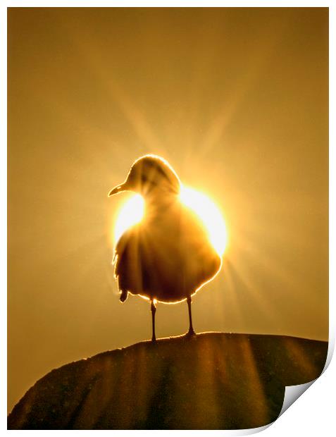 Sun Bird Print by Adrian Campfield