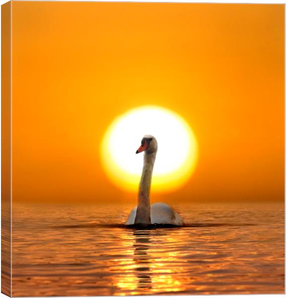 Swan Song Canvas Print by Adrian Campfield
