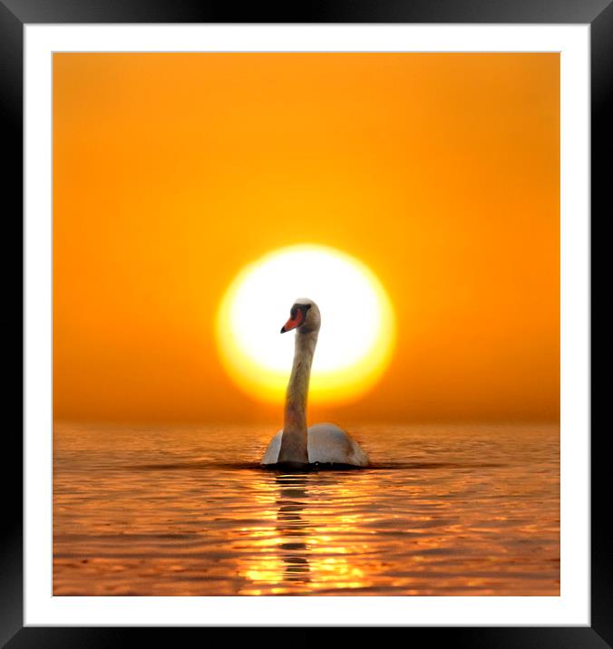 Swan Song Framed Mounted Print by Adrian Campfield
