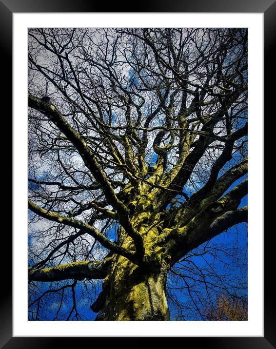 Tree under a Blue Sky Framed Mounted Print by Paddy 