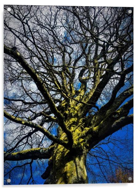 Tree under a Blue Sky Acrylic by Paddy 