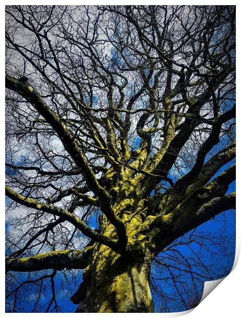 Tree under a Blue Sky Print by Paddy 