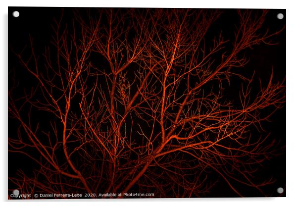 Night Scene Tree Landscape, San Juan, Argentina Acrylic by Daniel Ferreira-Leite