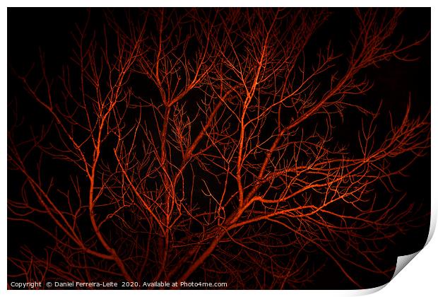 Night Scene Tree Landscape, San Juan, Argentina Print by Daniel Ferreira-Leite
