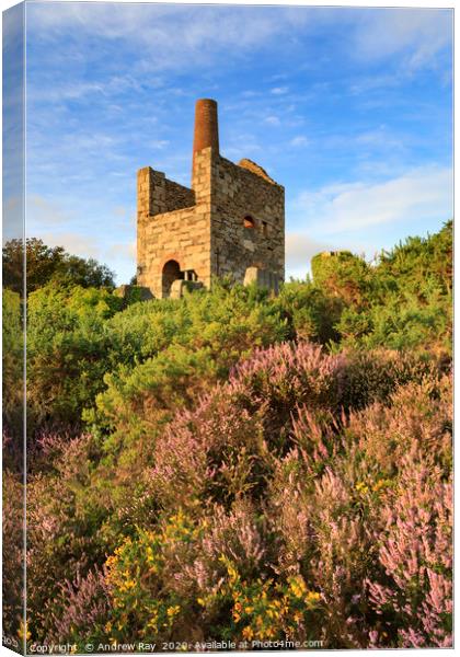 Heather at Wheal Peevor Canvas Print by Andrew Ray