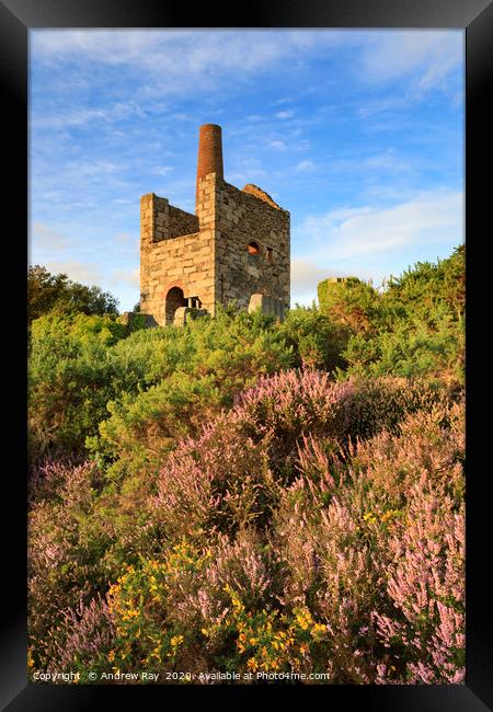 Heather at Wheal Peevor Framed Print by Andrew Ray