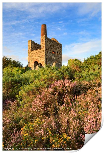 Heather at Wheal Peevor Print by Andrew Ray