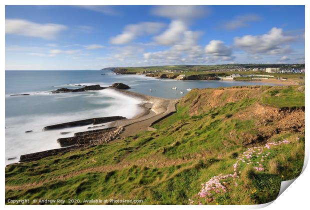 Thrift on the clifftop above Bude Breakwater Print by Andrew Ray