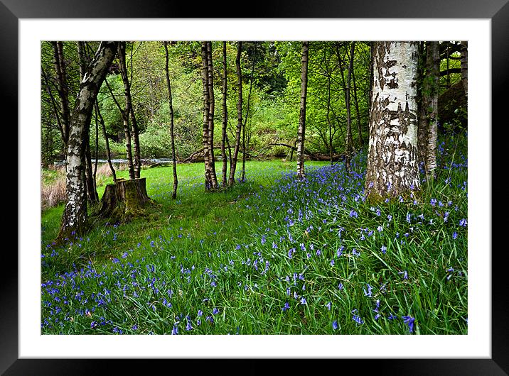 Bluebell Wood Framed Mounted Print by David Lewins (LRPS)