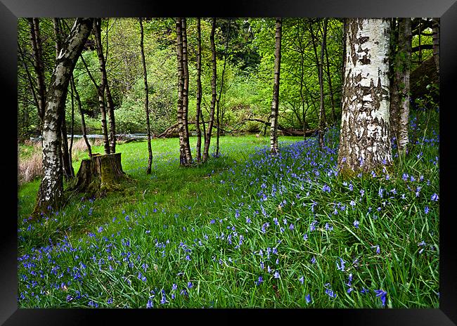 Bluebell Wood Framed Print by David Lewins (LRPS)