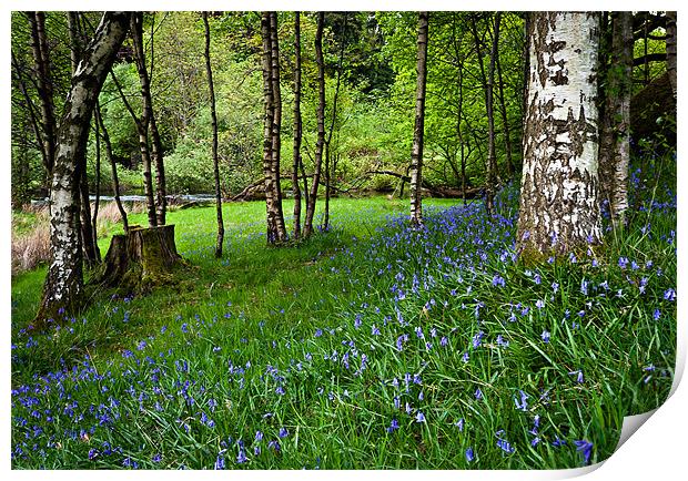 Bluebell Wood Print by David Lewins (LRPS)