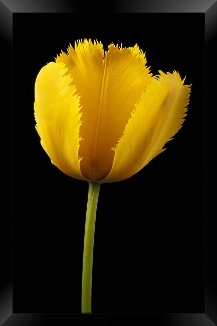 Tulipa Jaune Framed Print by Martin Williams