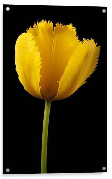 Tulipa Jaune Acrylic by Martin Williams