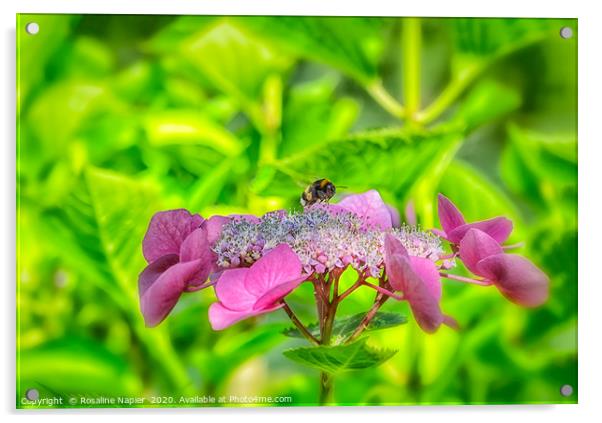 Bee on hydrangea Acrylic by Rosaline Napier