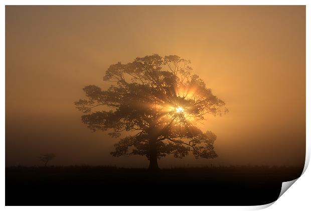 Tree silhouette in fog Print by Gail Johnson