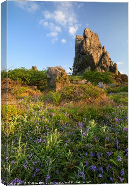 Spring flora at Roche Rock Canvas Print by Andrew Ray
