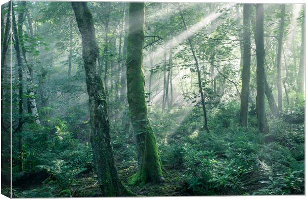 Sunbeams in an English woodland Canvas Print by Andrew Kearton