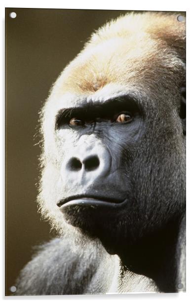 Gorilla portrait. Acrylic by Dr.Oscar williams: PHD