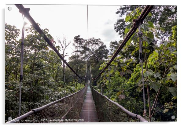 Rain forest Costa Rica Acrylic by Marco Diaz