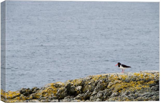 Oyster Catcher on the Welsh Coast Canvas Print by Liam Neon