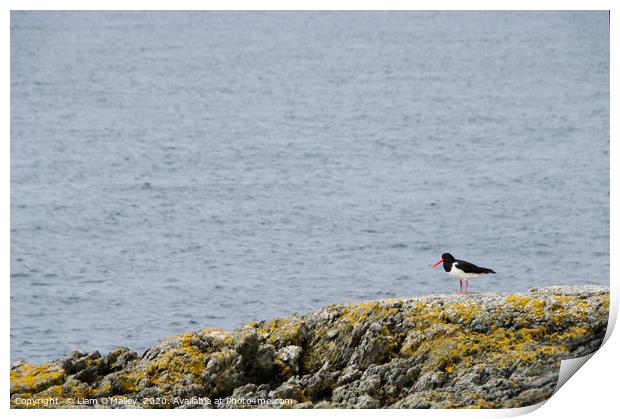 Oyster Catcher on the Welsh Coast Print by Liam Neon