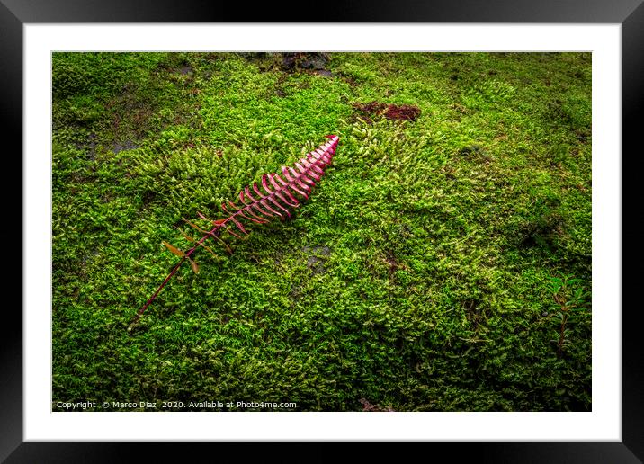 Natural minimalism Framed Mounted Print by Marco Diaz