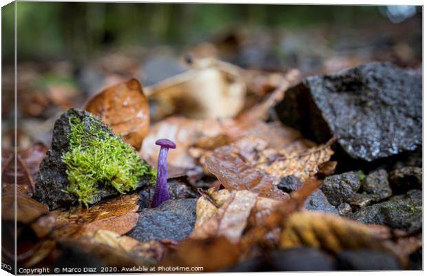 Small purple mushroom, Costa Rica Canvas Print by Marco Diaz