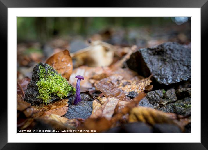 Small purple mushroom, Costa Rica Framed Mounted Print by Marco Diaz