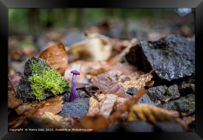 Small purple mushroom, Costa Rica Framed Print by Marco Diaz