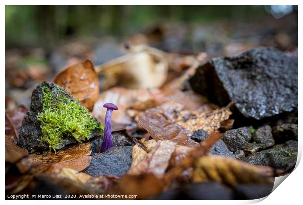 Small purple mushroom, Costa Rica Print by Marco Diaz