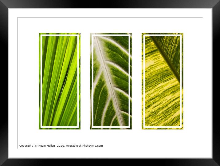 Tryptych of leaf patterns Framed Mounted Print by Kevin Hellon