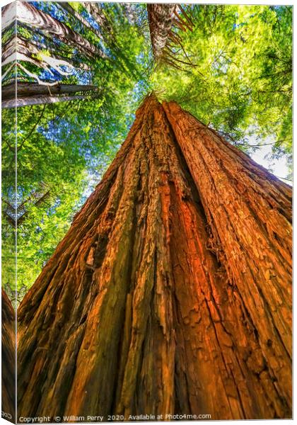 Tall Red Tree Towering Redwood National Park Cresc Canvas Print by William Perry