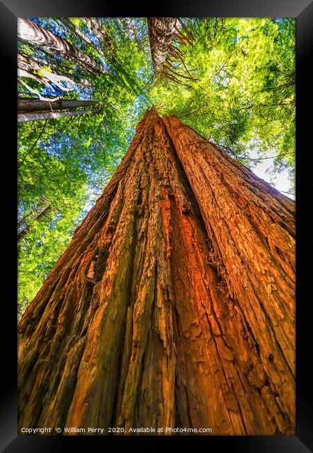 Tall Red Tree Towering Redwood National Park Cresc Framed Print by William Perry