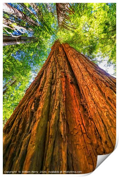 Tall Red Tree Towering Redwood National Park Cresc Print by William Perry