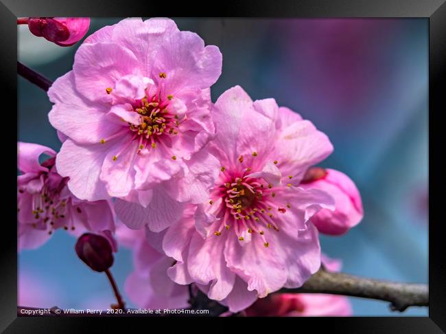 Pink Peach Blossom Blooming Macro Washington  Framed Print by William Perry