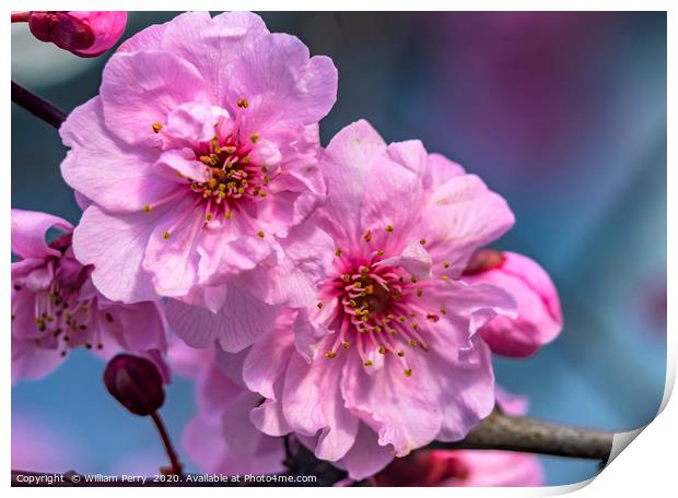 Pink Peach Blossom Blooming Macro Washington  Print by William Perry