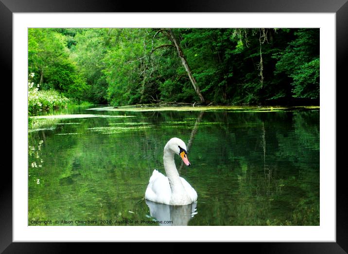 River Bradford Swan Framed Mounted Print by Alison Chambers