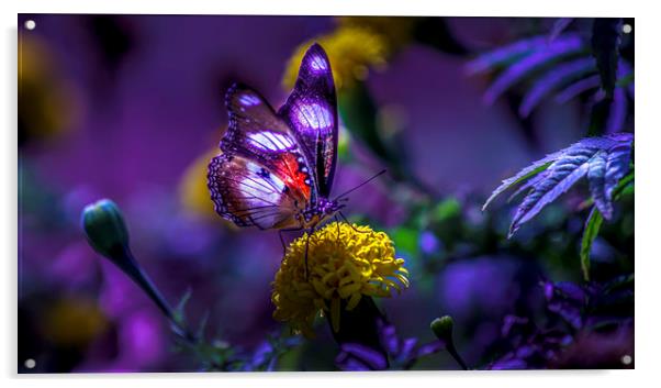 Tanzanian Butterfly Basks in Sunlight Acrylic by David Owen