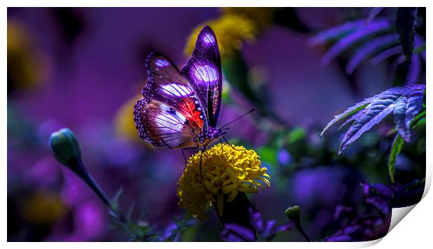 Tanzanian Butterfly Basks in Sunlight Print by David Owen