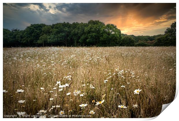 Wild Flower Meadow Print by Wight Landscapes
