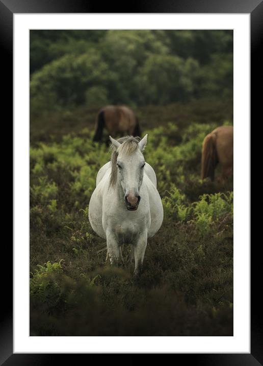 White Horse Portrait  Framed Mounted Print by Matt Mears